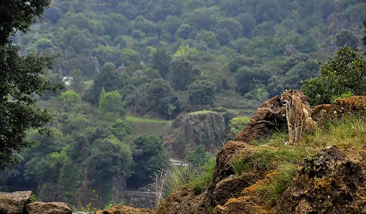 Discovering the Untouched Beauty of the Himalayas: The Bara Bhangal Trek | Indian Tours