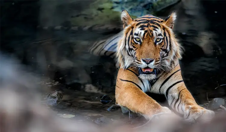 Jim Corbett – Nainital Tour